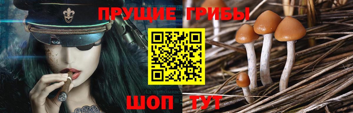 Галлюциногенные грибы Psilocybe  Вход с VPN  Валуйки 